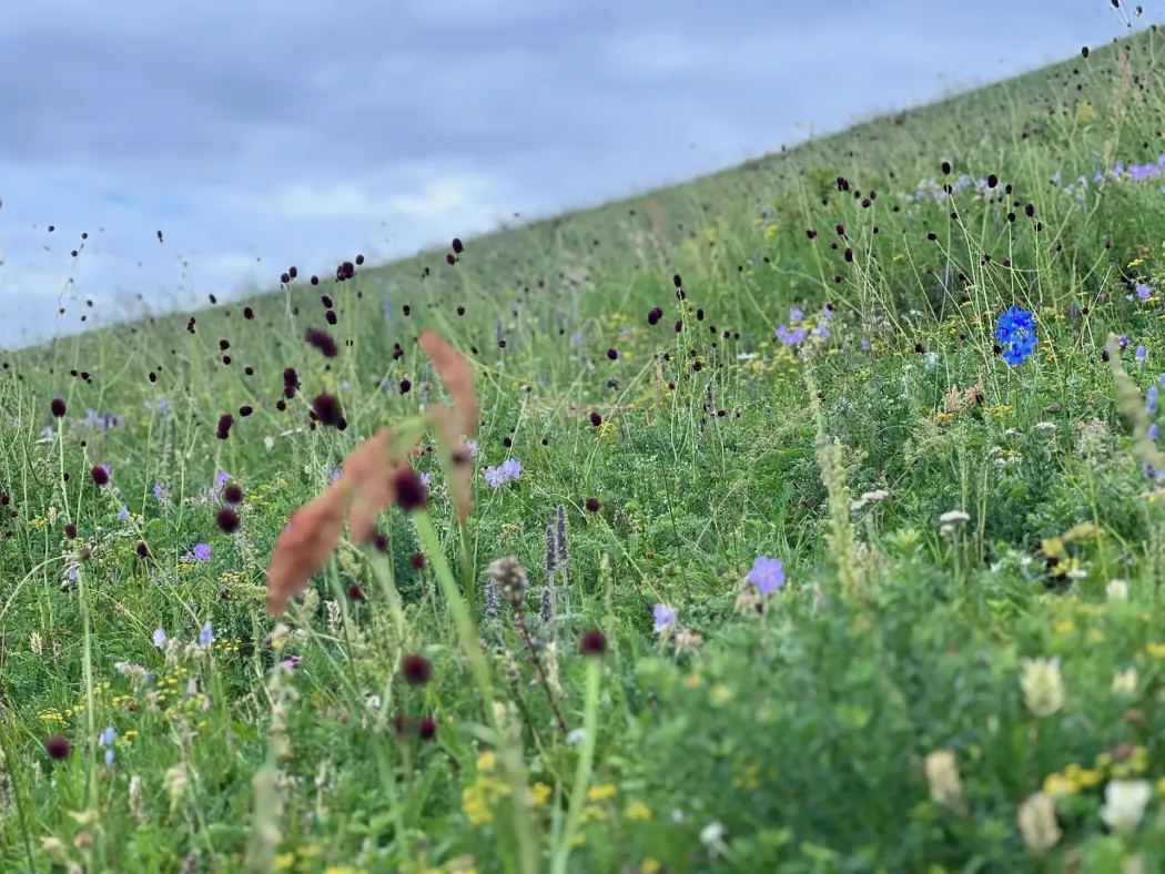 Magnesium for sleep: the form, the dose, and what I actually take