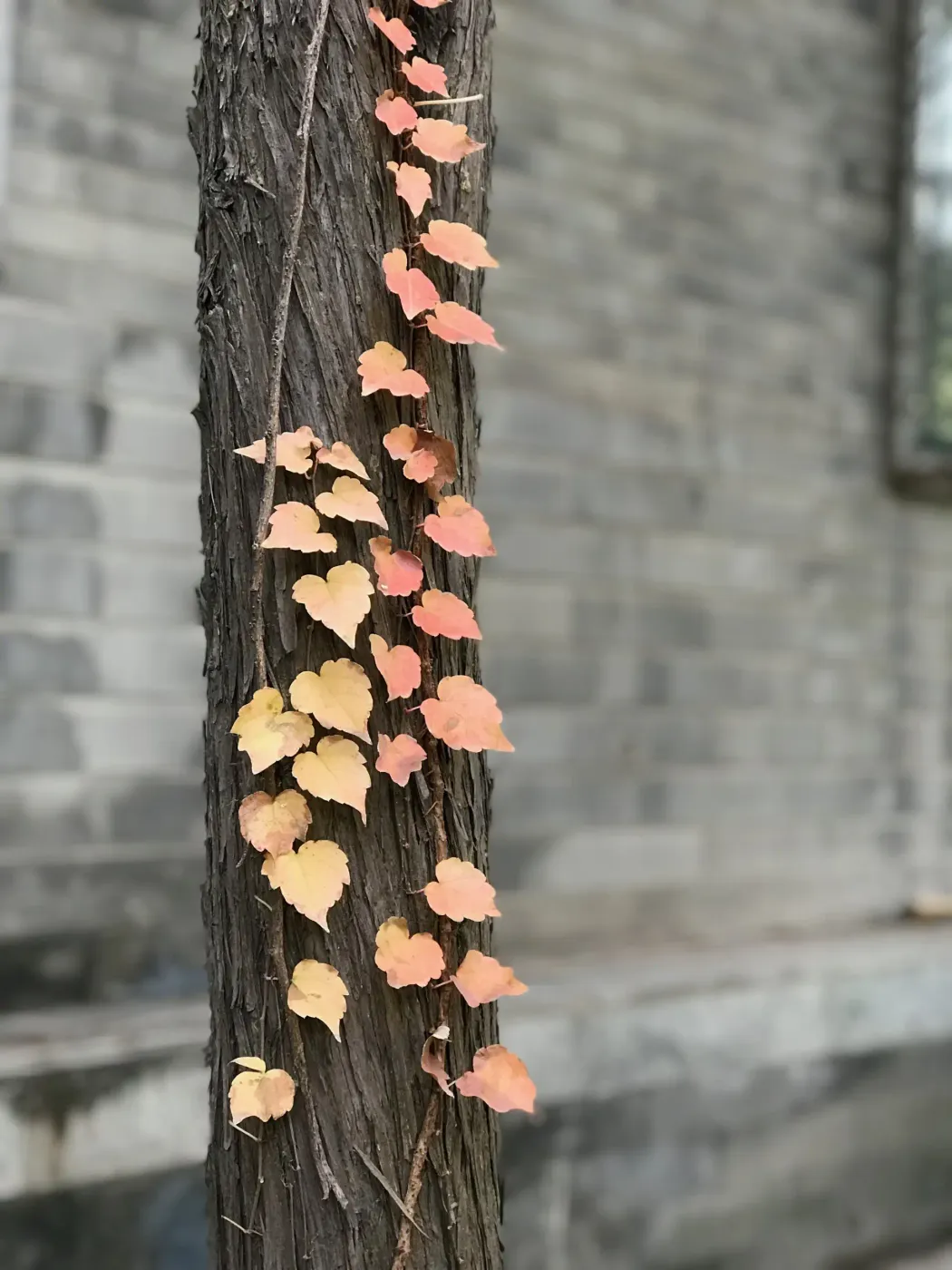 Copper deficiency: the overlooked mineral behind cholesterol, fatty liver, and heart disease