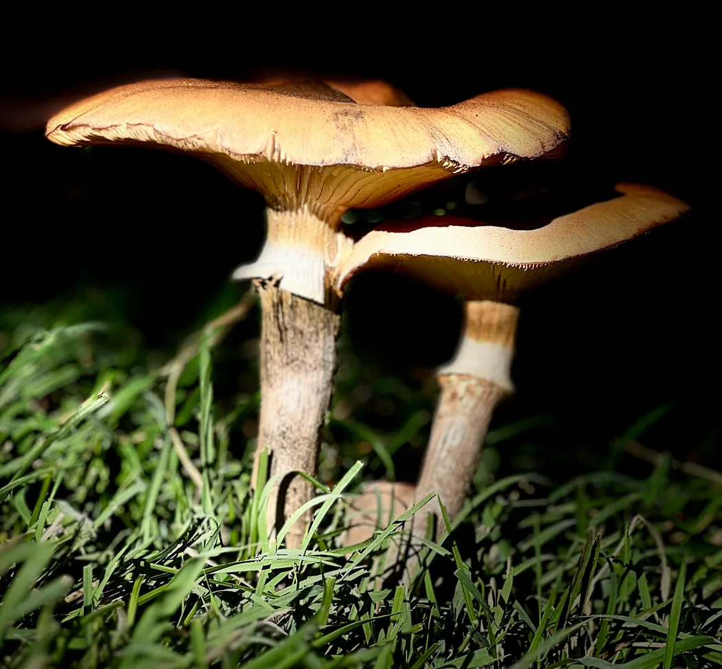 The fatty liver diet that actually worked for me